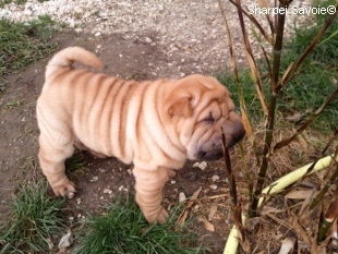 chiot femelle shar-pei